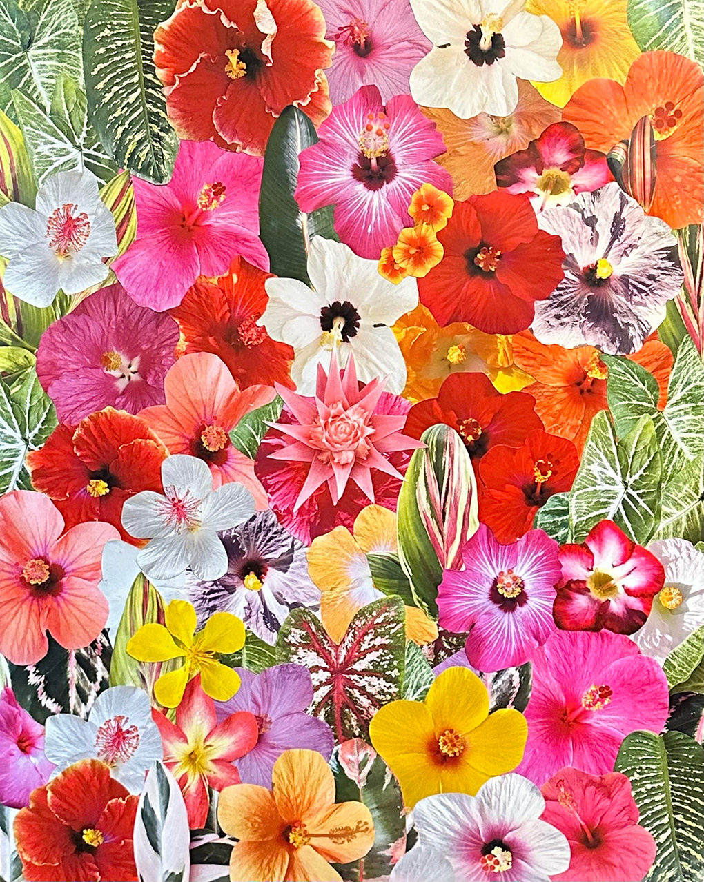 Tropical-Tapestry Tropical-Tapestry