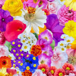 fresh-spring-flowers