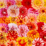 pop-of-dahlias