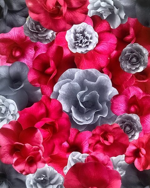 a-storm-through-rose-colored-glasses