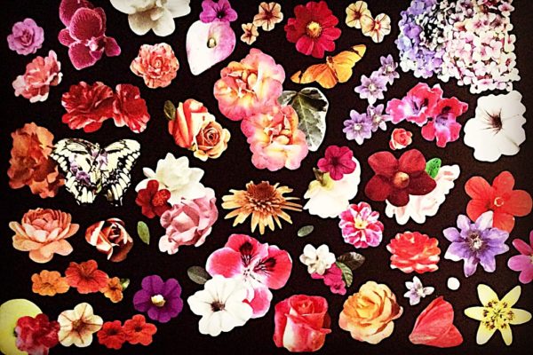 the-butterfly-garden