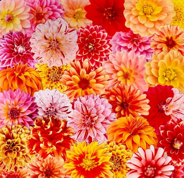 pop-of-dahlias